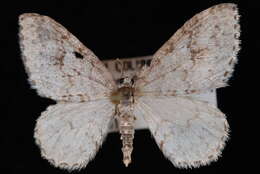 Image of <i>Venusia obsoleta</i>