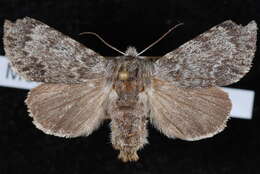 Image of <i>Acronicta lupini</i>