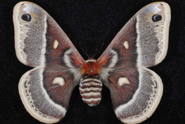 Image of Glover's Silkmoth