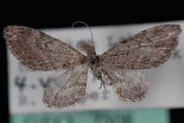 Image of Eupithecia multistrigata Hulst 1896