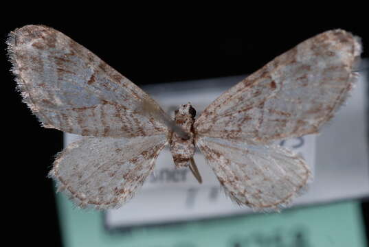 Image of <i>Eupithecia niphadophilata</i>