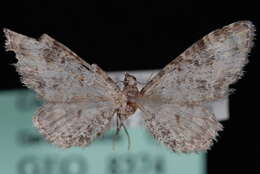 Plancia ëd Eupithecia agnesata Taylor 1908