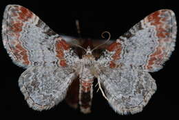 Image of <i>Eupithecia spermaphaga</i>