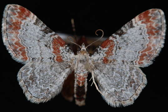 صورة <i>Eupithecia spermaphaga</i>