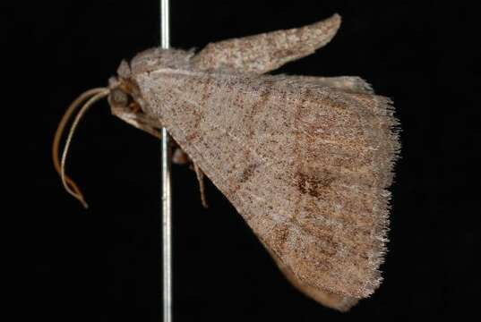 Image of Digrammia muscariata respersata