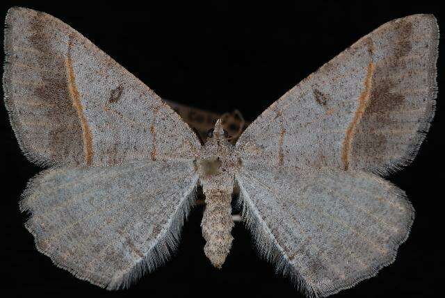 Image of Dark-bordered Granite