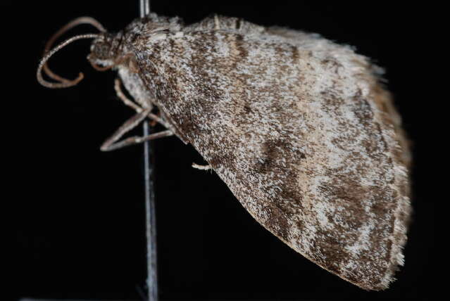 Image of Lobophora magnoliatoidata Dyar 1904