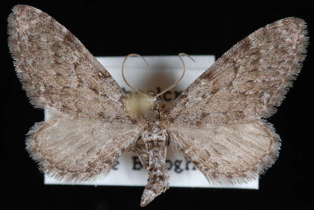 Image of Eupithecia nimbicolor Hulst 1896