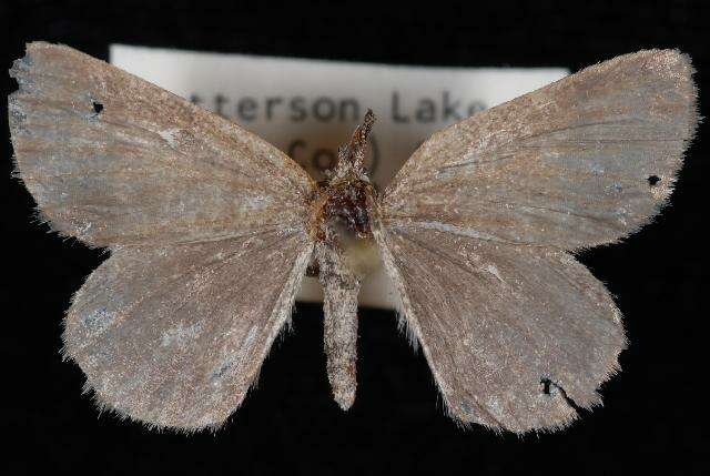 Image of Cabera borealis Hulst 1896