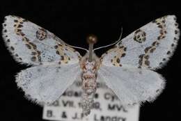 صورة Philtraea elegantaria H. Edwards 1881