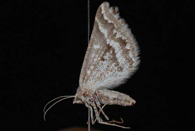 Image of Sagebrush Girdle