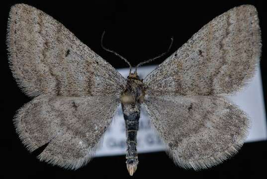 Image of Scopula septentrionicola McDunnough 1939