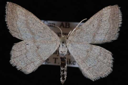 Image of Scopula siccata McDunnough 1939