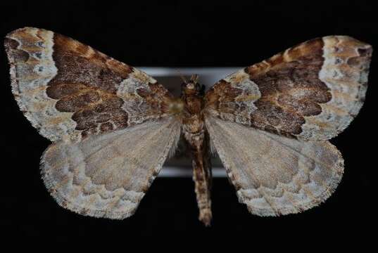 Image of Eulithis flavibrunneata McDunnough 1943