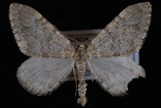 Image of Entephria lagganata Taylor 1907