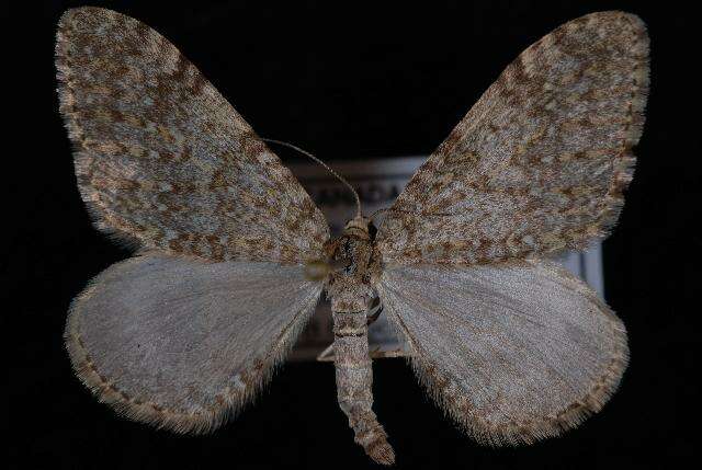 Image of Entephria lagganata Taylor 1907