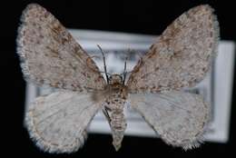 Image of Pearsall's Carpet Moth