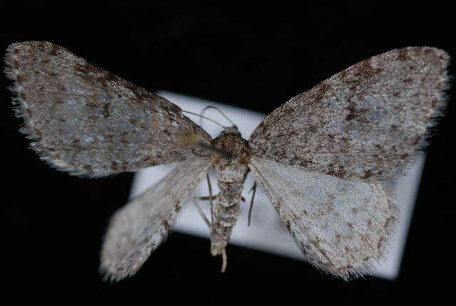 Image of Pearsall's Carpet Moth