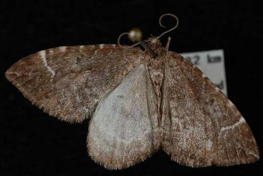 Image of Eulithis destinata Möschler 1860