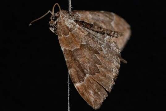 Image of Eulithis destinata Möschler 1860