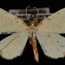 Eurhinosea flavaria Packard 1876 resmi