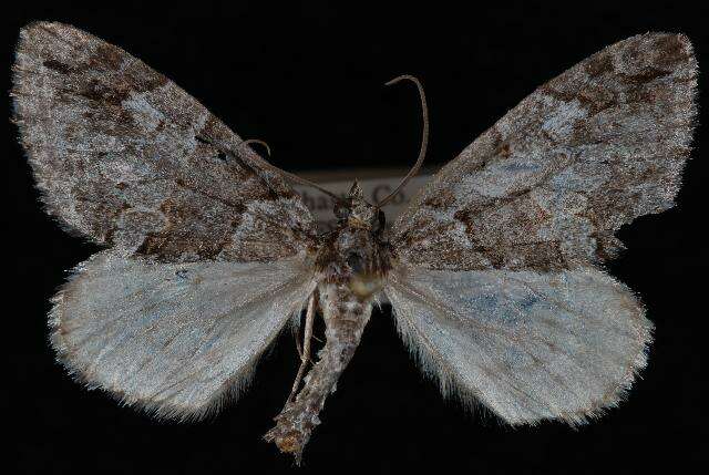 Image of Hydriomena edenata Swett 1909