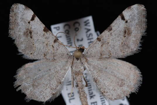 Image of <i>Digrammia delectata</i>