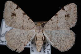 صورة <i>Digrammia delectata</i>