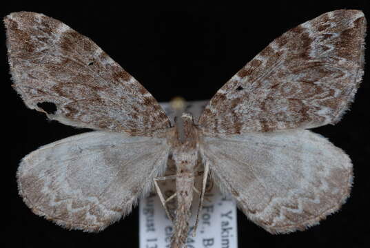 Image of Eulithis destinata Möschler 1860