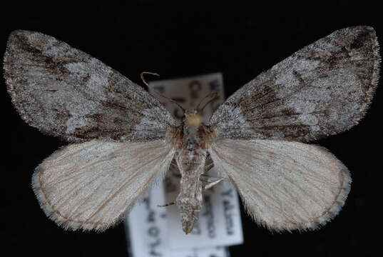 Image of Hydriomena edenata Swett 1909