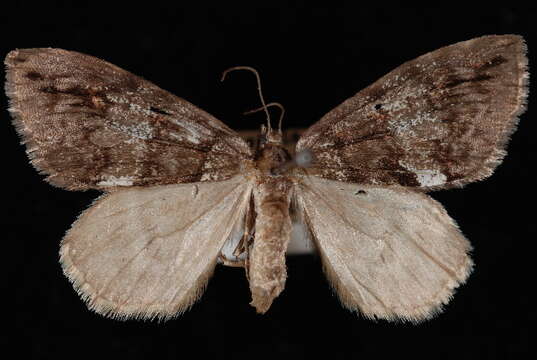 Image of Hydriomena californiata Packard 1871