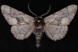 Image of Phaeoura mexicanaria Grote 1883