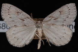Image of Philedia punctomacularia Hulst 1888