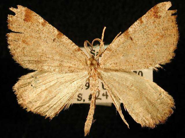 Image of Macaria exauspicata Walker 1861