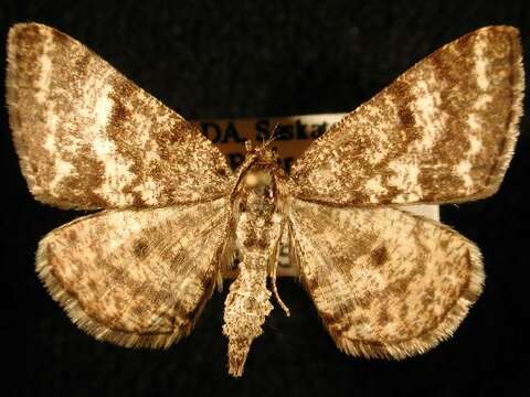 Image of Powder Moth