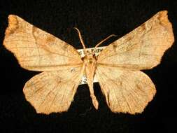 صورة Selenia alciphearia Walker 1860