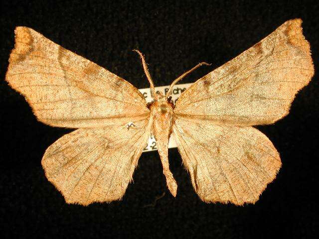 صورة Selenia alciphearia Walker 1860