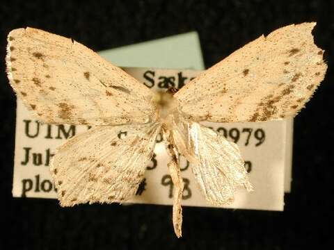 Image of Frosted Tan Wave Moth