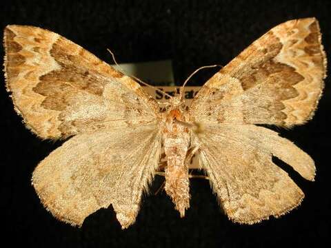 Image of Eulithis flavibrunneata McDunnough 1943