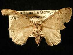 Image of Pearsall's Carpet Moth