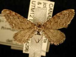 Image of Eupithecia nimbicolor Hulst 1896