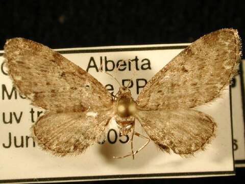 Image of Eupithecia russeliata Swett 1908