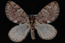 Image of Hydriomena irata Swett 1910