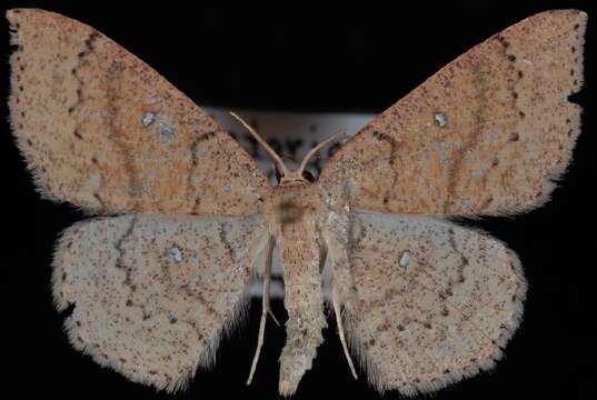 Image of Cyclophora dataria Hulst 1887