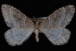 صورة <i>Operophtera danbyi</i>