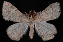 Image of <i>Digrammia muscariata</i>