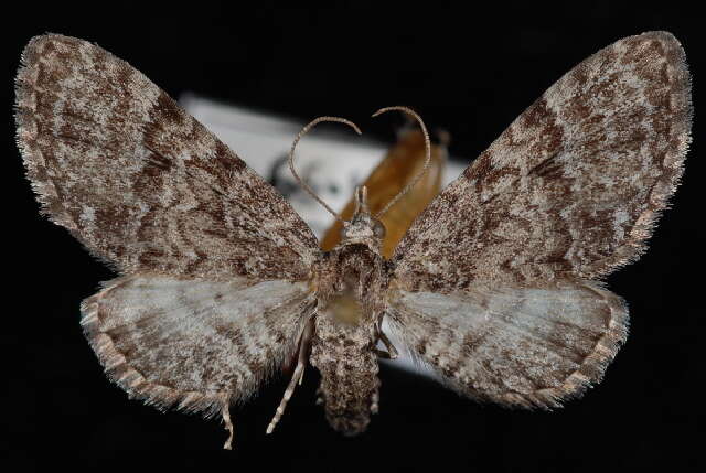 Image of Eupithecia ornata Hulst 1896