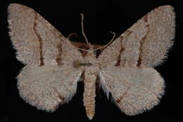 Image of <i>Digrammia setonana</i>