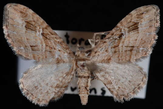 Image of <i>Eupithecia niphadophilata</i>