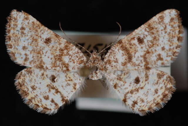 Image of Sharp-lined Powder Moth